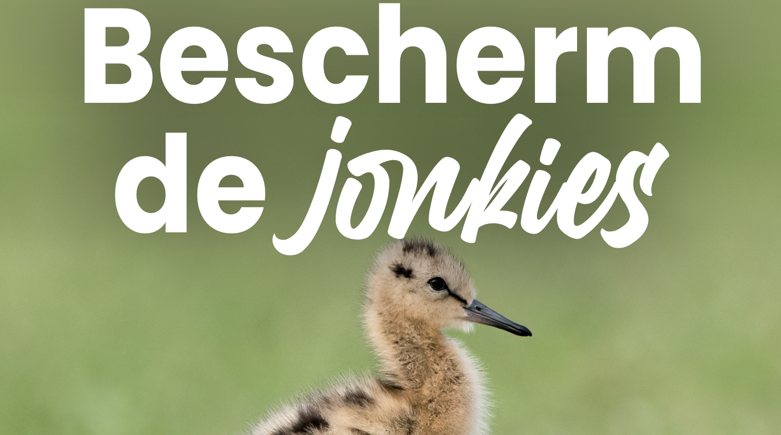 Natuurorganisaties starten campagne ‘Bescherm de jonkies’ bij begin broedseizoen
