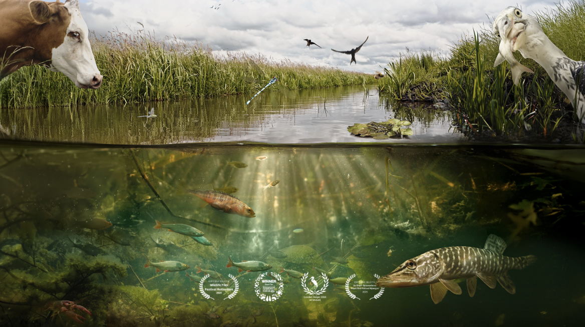 Bekroonde natuurfilm SLOOT duikt in verborgen leven van de Nederlandse sloot
