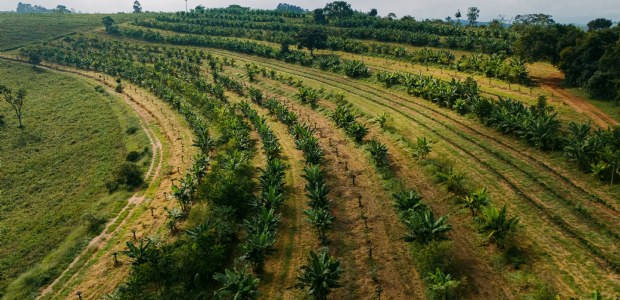 Corekees lanceert tiende project: herbebossing met koffie